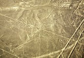 Condor Nazca lines, Peru