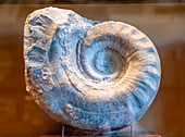 Domatoceras fossil