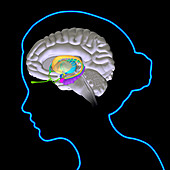 Brain anatomy, illustration