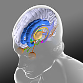 Brain anatomy, illustration