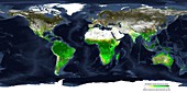 Global atmospheric carbon removal by plants, winter 2000