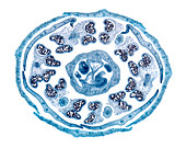 Lemon flower bud cross-section, light micrograph