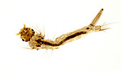 Mosquito larva, light micrograph