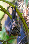 Black flying fox sleeping