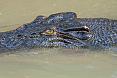 Saltwater crocodile