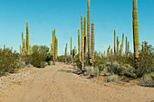 Cactus-lined road, Mexico