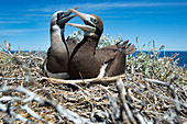 Brown booby pair