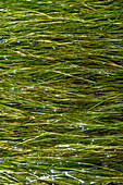 Reeds in mangrove channel