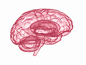 Human brain, illustration