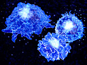 Immune system cells, illustration