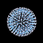 Coronavirus particle, illustration