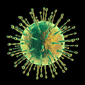 Coronavirus particle, illustration