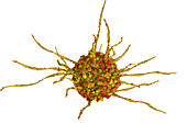 Dendritic cell, illustration