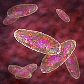 Plague bacteria Yersinia pestis, illustration