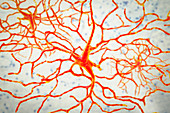 Retinal neuron, artwork