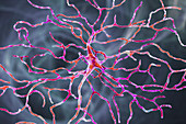 Retinal neuron, artwork