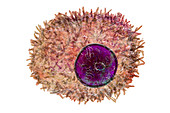 Plasma cell, illustration