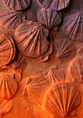 Fossilised shells, illustration