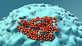 Coronavirus particles infecting cell, illustration