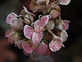 Hoarfrost on faded hydrangea flowers
