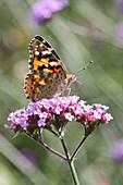 Painted lady butterfly on verbena flower
