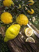 An arrangement of of fresh lemons