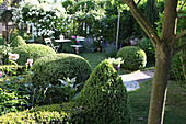 Clipped box hedges, seating area and white climbing rose in garden