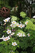 Japanese anemones 'Septembercharme' in flowerbed
