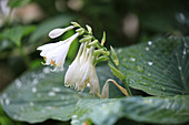 Weiße Blüten einer Funkie in Nahaufnahme