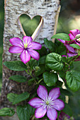 Flowering clematis in front of birch wood with love-heart cut-out