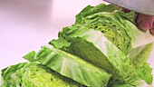 Cutting Chinese cabbage