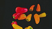 Colorful peppers flying over black background