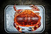Hen crab on tray