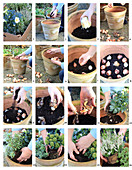 Töpfe bepflanzen mit Blumenzwiebeln, Christrose, Lavendelheide und Skimmie
