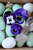 Ostereier mit Hornveilchen-Blüten und Federn