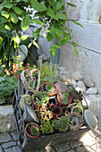 Mini succulents in small pots, decorated with a heart made of branches and utensils