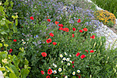 Early summer bed with borage, poppy, daisies and yellow bow ties