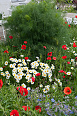 Early summer bed with daisies, corn poppies and spiced fennel