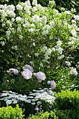 Lilac 'Agnes Smith' in a flower bed with peony and candytuft