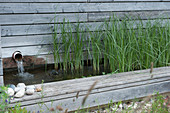 Cyprus grass in the water basin as a sewage treatment plant for the swimming pool