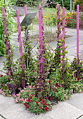 Malabar spinach on pink sticks, planted with snapdragons