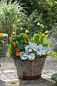 Wicker basket with mallow, nasturtium, chard, ragwort 'Angel Wings' and waterfall plant