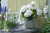 Arrangement with white hydrangea, delphinium and bottle carrier with blue daisies