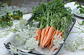 Carrots with carrots in bowl, cartilage carrot blossoms as decoration