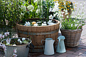 Water barrel and zinc tub with floating flowers of roses and mandevilla, duckweed, dwarf water lily and horsetail, Lindheimer's beeblossom 'Snowbird' in the basket