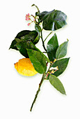 Lemon on a branch with leaves