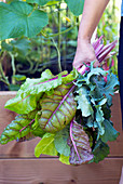 Organic farmer with a bundle of fresh kale and swiss chard