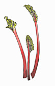 An illustration of rhubarb