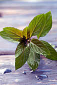Closeup of fresh wild mint leaf