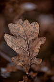 Autumnal oak leaf